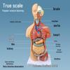 55CM Human Anatomy Hermaphrodite Torso Model with 19 Removable Parts