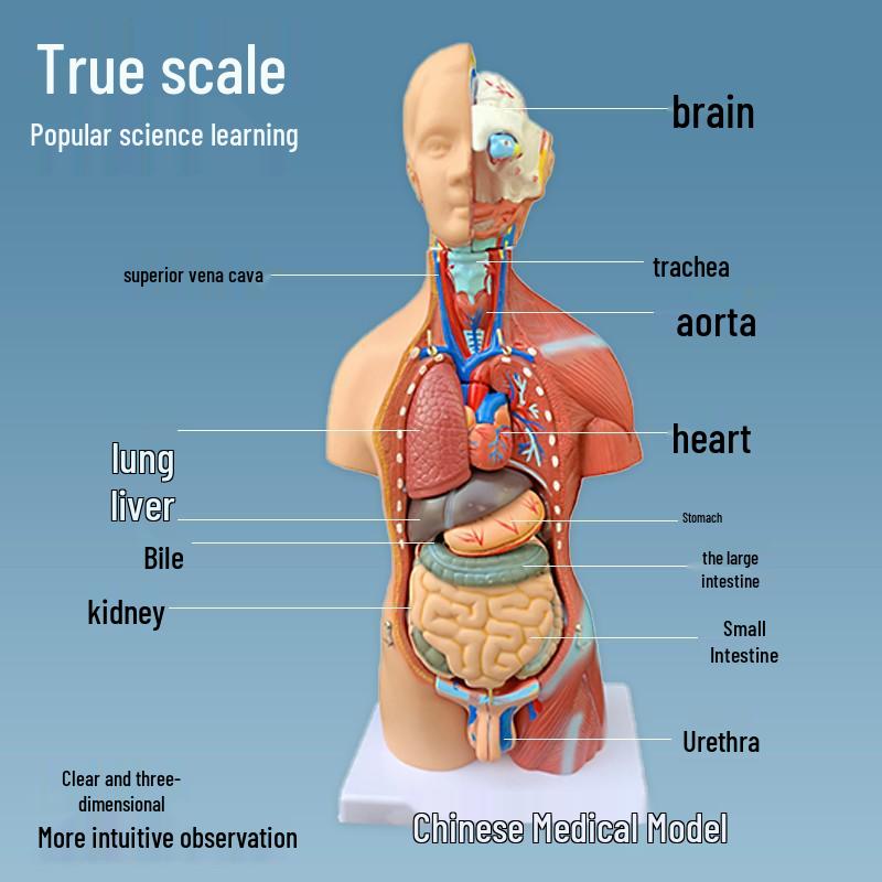 55CM Human Anatomy Hermaphrodite Torso Model with 19 Removable Parts
