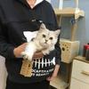 Sweatshirt für Katzenliebhaber, Kapuzenpullover mit Känguru- und Hundepfoten-Motiv, Kuschelbeutel, Sweatshirt mit Tierohren, Kapuzenpullover