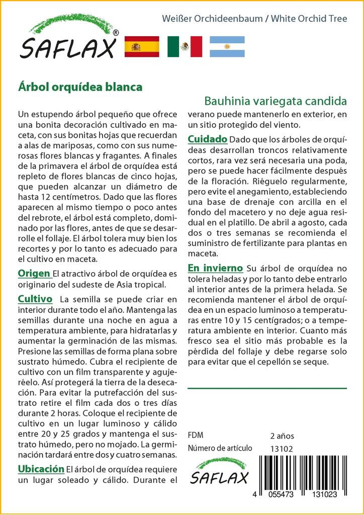 SAFLAX Arborele de orhidee albă - 5 semințe - Bauhinia variegata candida