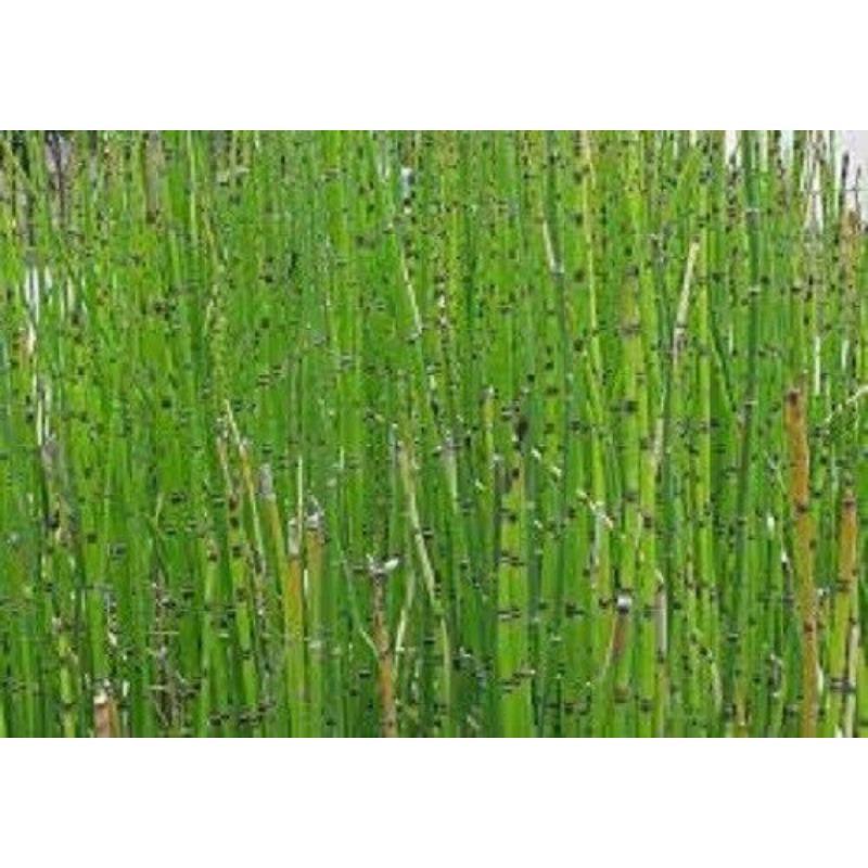 ХВОСТ ПРЕМИУМ УРОЖАЙ ТРАВЯНОЙ ЧАЙ 500г Хвощ полевой ТРАВА СУШЕНАЯ — фото 2