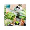 AIMOONSA Arrosoir acier inox 30 oz (0,9 L) - Bec long antigoutte, remplissage facile, idéal plantes & jardin