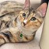 Charming Pet Collar with Emerald Pendant and Faux Pearls - Elegant Accessory for Cats and Dogs