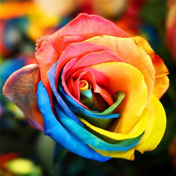 50X50CM 5D Diy Diamond Embroidery Sale Rose Pictures Of Rhinestones Diamond Art Painting Kits Flower Mosaic Handmade Gift