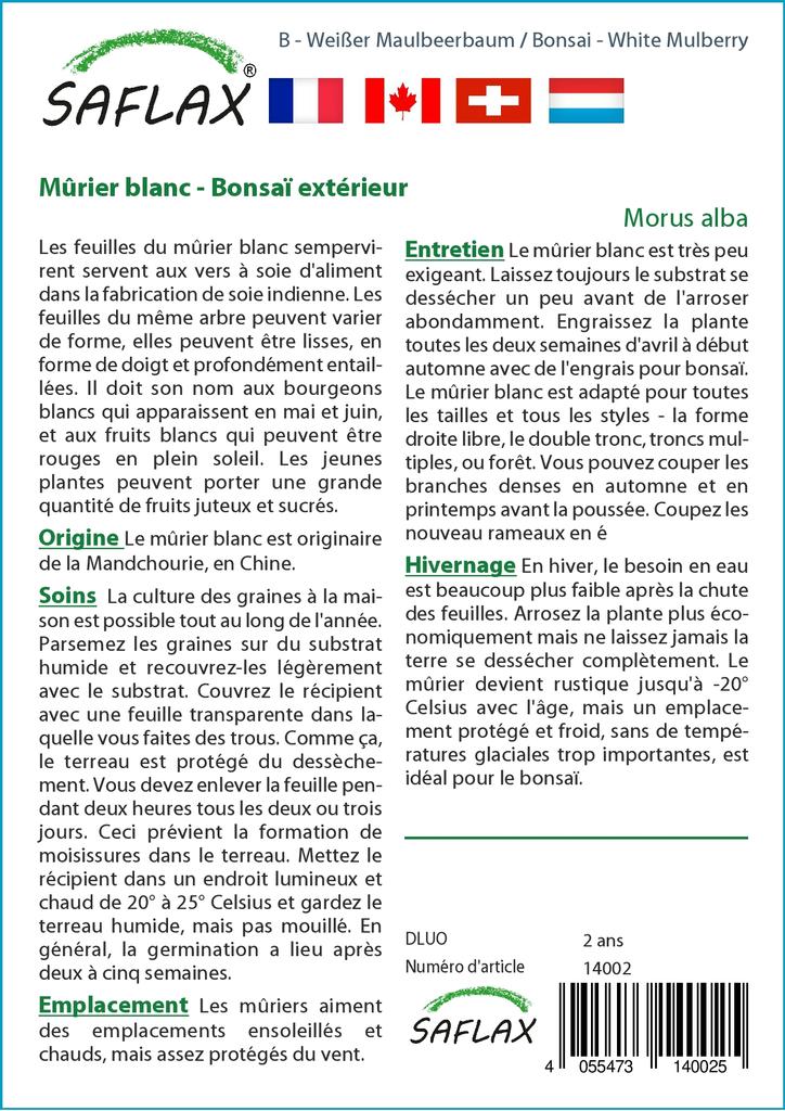 SAFLAX Bonsai - Moruše bílá - 200 semen - Se substrátem pro lepší pěstování - Morus alba