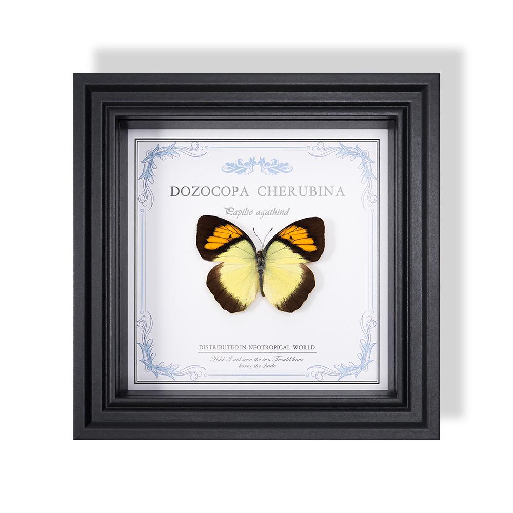 Wall-Mounted Butterfly Specimen Photo Frame: Home Decor & Gift for Valentine's Day, Qixi, Birthday, Couples & Insect Lovers