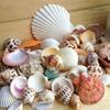 1bag Mixed Sea Beach Shells Crafts Seashells Aquarium Decor Photo Props shell coquillage home decoration accessories