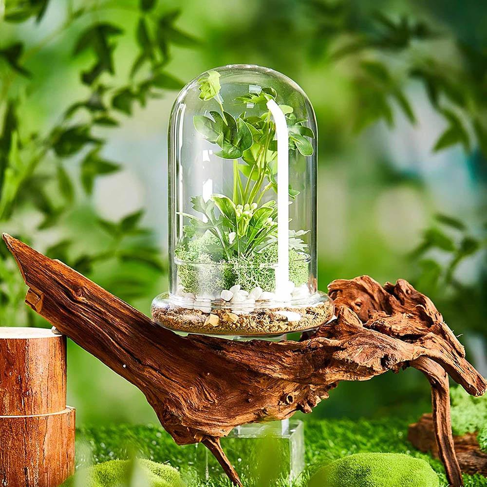 Cupola di Vetro con Foro per l'Aria Campana di Vetro a Cloche con Base Espositore da Tavolo per la Casa Contenitore Terrario Trasparente per Piante, Terrario