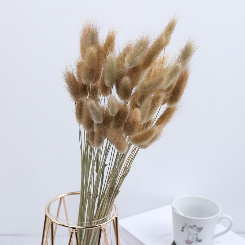 

Трава Кроличий Хвост Сушеный Цветок Букет Украшения Дома Цветочная Композиция Трава Собачий Хвост Сушеный Цветок Трава Кроличий Хвост a bunch of 60 sticks