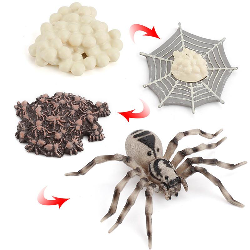 Modelo de Ciclo de Crescimento de Inseto Pvc Edição de Colecionador Exibição Educacional Para Entusiastas de Biologia