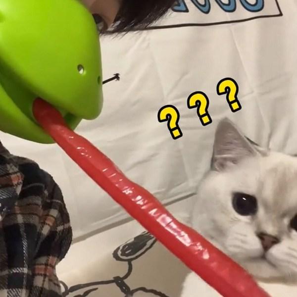 Flower Garden Frog Mask Board Game Toy, 1+1 Set