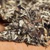 Yunnan Puer Beyaz Tomurcuklar Ham Antik Ağaç Shen Pu Erh Çayı, Ay Işığı Pu'er 100g