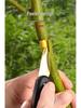 PP Plastic & Stainless Steel Grafting Knife - Horticulture Budding Tool for Fruit Trees and Vegetables