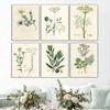 Botanical Fern Flower Poster Print Canvas Art Pictures Home for Living Room and Bedroom Wall Modern Decor Frameless Painting