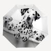 1pc Dalmatian Puppies Automatic Open/Close Umbrella 8-Rib Strong Frame, Portable Travel Umbrella for Women & Men, Birthday Gift Parties 024