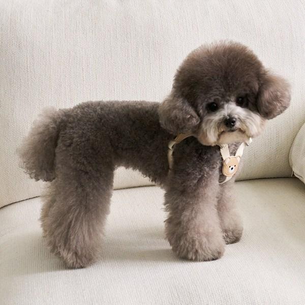 Bai Bong Puppy Light Bear Geschirr, Elfenbein