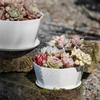 1pc-Simple Flower Pot Set Planter Succulent Plants Large Opening Bottom Tray Indoor Flowerpot Household Durable Holder