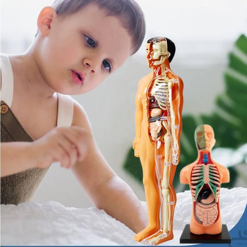 Modelo de Brinquedo Educativo Infantil Para Aprender Anatomia Humana