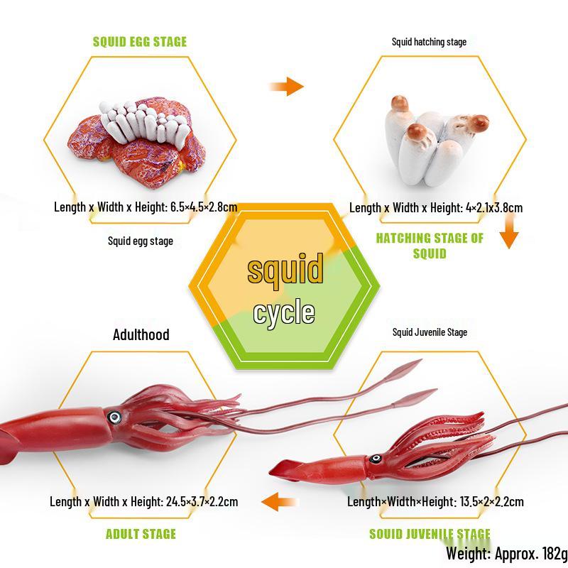 Animal Growth Cycle Models: Chicken, Duck, Goose, Butterfly, Turtle, Frog Montessori Teaching Figurines
