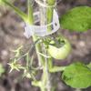 200 Pieces Tomato Plant Clips, Climbing Clips, Garden Plastic Clips, For Vegetables, Plants, Tomatoes-white - Ri