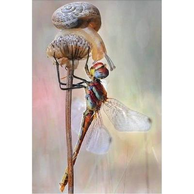 5D DIY Diamond Painting Dragonfly and Snail Cross Stitch Kit Mosaic Diamond Embroidery Rose Full Round/Square Drill Home Decoration
