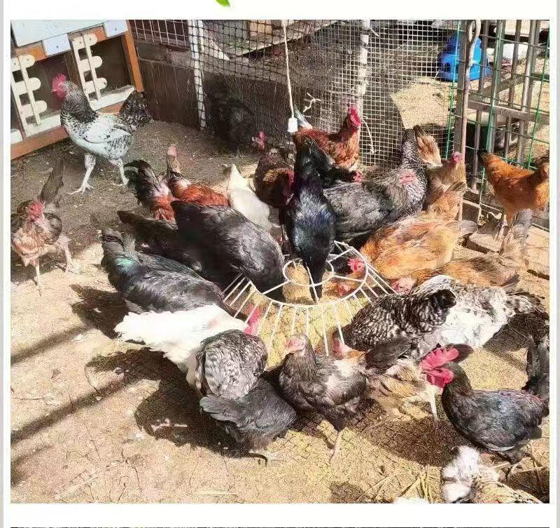 Automatic Free-Range Poultry Feeder: Chicken, Duck, Goose Trough Basin