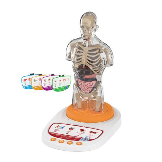 Модель человеческого тела для детей Интерактивная модель человеческой анатомии Говорящая модель Реалистичная Анатомическая Образовательная