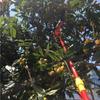 Fruit Picking Tool Greenhouse Plastic Fruit Picker Catcher Farm Garden Picking Device Garden Greenhouses Tool Without Handle