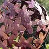 Metal garlic stake for the garden - brown floral decoration
