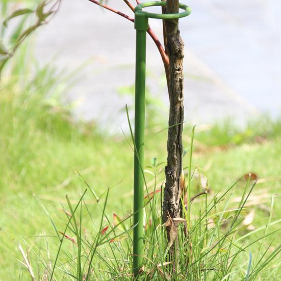 Pot Stand Shape Plant Anti-rust Durable Anti-deformed Long-lasting Wide Applications Reusable Plant Climbing Sturdy Plant Support Stakes for Amaryllis