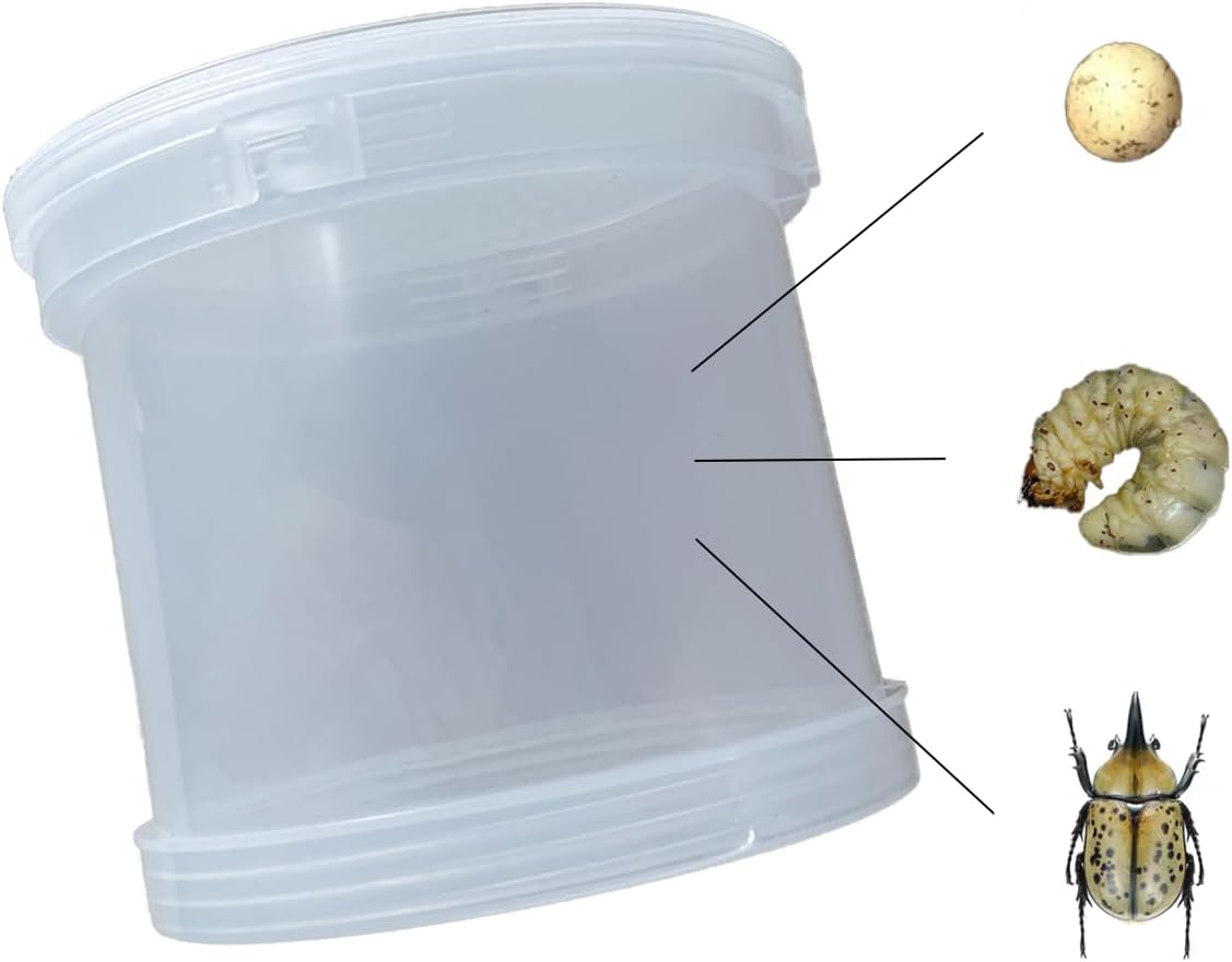 

Beetle & Rhinoceros Beetle Rearing Box Transparent Insect Terrarium with Ventilation Lid for Larvae & Crawling Pets
