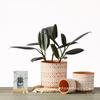 Red Clay Breathable Minimalist Terracotta Flower Pot with Feet for Succulents and Pothos - Round Design, Free Shipping