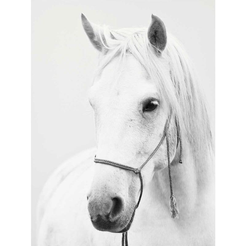 Černobílý portrét koně Plakátový tisk Plátno Malba Běžící koně Zvířecí nástěnné umění Obrázek pro pokoj na statku Domácí dekorace