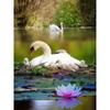 5D DIY Diamond Painting Dusk View Diamond Embroidery Swan Animal Cross Stitch Full Round Drill Manual Art Home Decor Gift