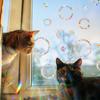 Colorful Sun Catcher Round Rainbow Static Glass Sticker for Windows to Prevent Bird Collisions
