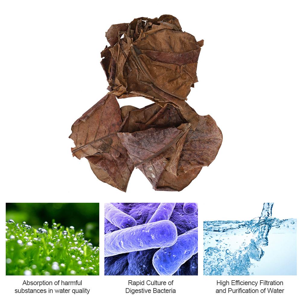 Natural Olive Terminalia Catappa Leaf Aquarium Lower PH Value Acid Lowering Fish Water Quality Improvement