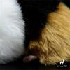 Guinea Pig High Fidelity Anime Cute Plushie Cavy Plush Toys Lifelike Hamster Animals Simulation Stuffed Doll Kawai Toy Gifts