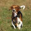 5er-Pack Hundequetschspielzeug Haustier Knisterspielzeug Ohne Füllung Tiere Weiches Plüsch Hundekauspielzeug für mittlere und große Hunde