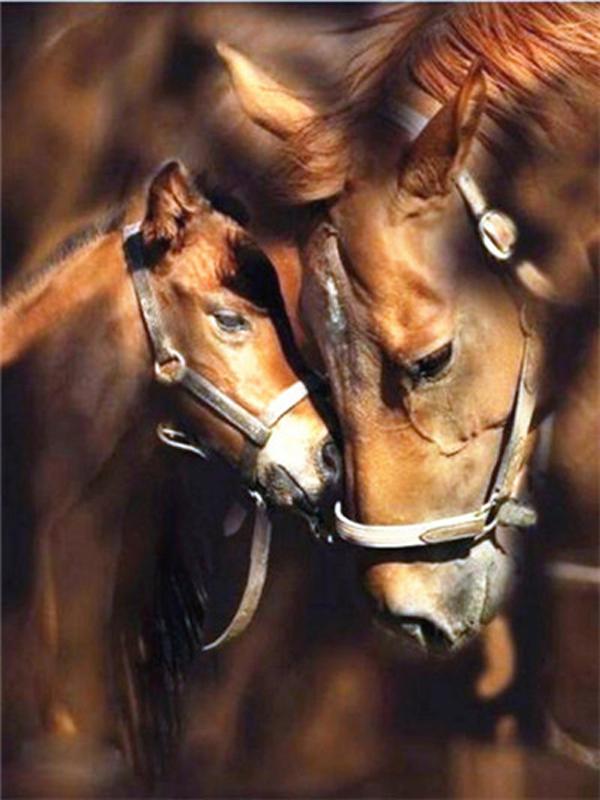 DIY Diamond Painting Animal Cross Stitch Full Round Drill  Steed Painting Embroidery Craft Home Decoration