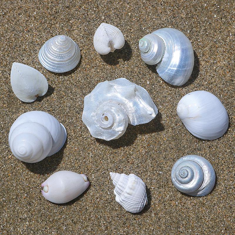 Handmade Natural Seashell Conch & Starfish Frame for DIY Fish Tank or Landscaping