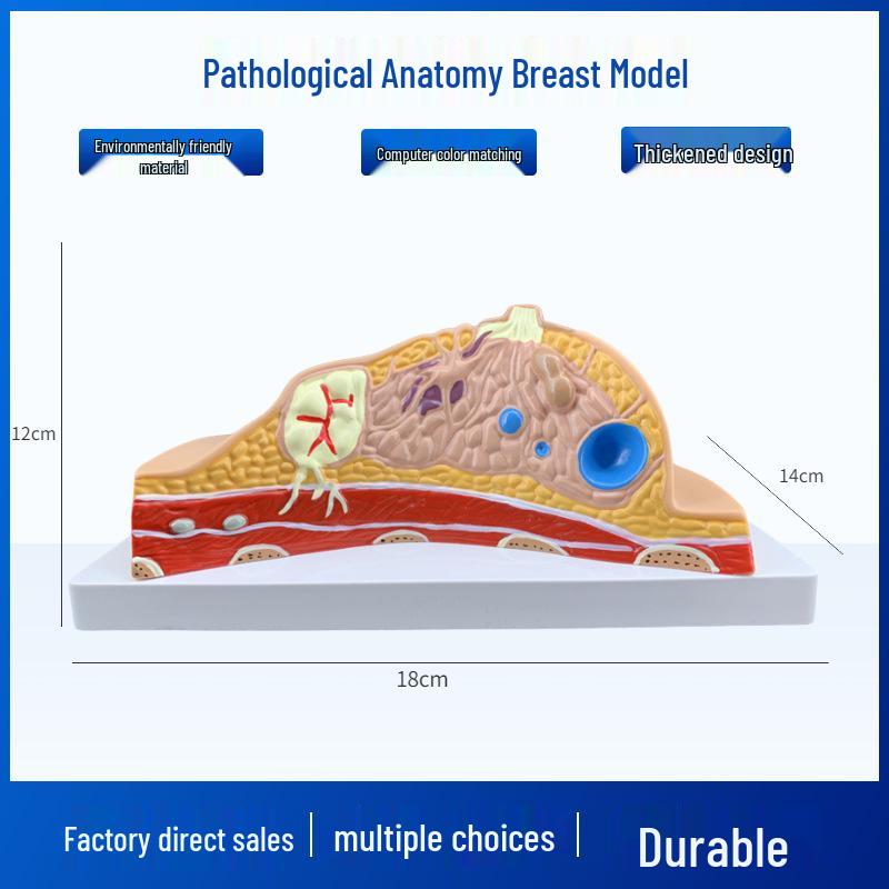 Lactating Woman Breast Anatomy Model for Medical Teaching