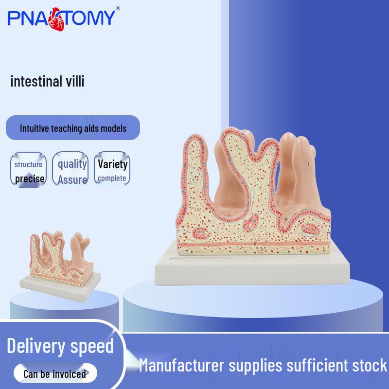 Villi Magnification Large Intestine Model - Human Organ Anatomy 20 x 15 x 16.5 cm