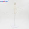 45cm Movable Human Skeleton Model: Ideal for Yoga, Art, and Orthopedic Education