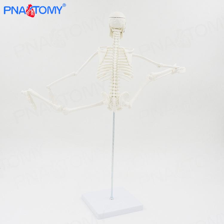 45cm Movable Human Skeleton Model: Ideal for Yoga, Art, and Orthopedic Education