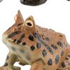 Life Cycle Animal Figures Toy Animals Cognitive Playset Science Frogs Model for