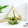Geometric Glass Dome Greenhouse Vase with Preserved Flowers - Home, Study, or Wine Cabinet Decor