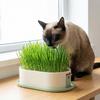 Prevent Overflow Cat Grass Planter Box Layered Design Hydroponic Cat Grass Box  Indoor Gardening
