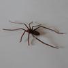 Prank Simulated Glow In The Dark Magnet Unique Cute Spider Fridge Magnet Small Size Lightweight Halloween Magnet Party Decor