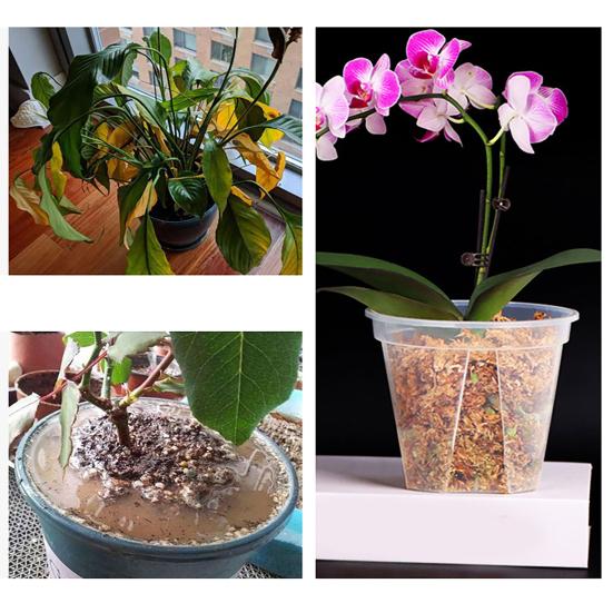 Orchid Planter Pot Flowerpot with Side Ventilation Slots Plant Pot with Drainage Holes for Phalaenopsis Succulents Roses Hydrangeas