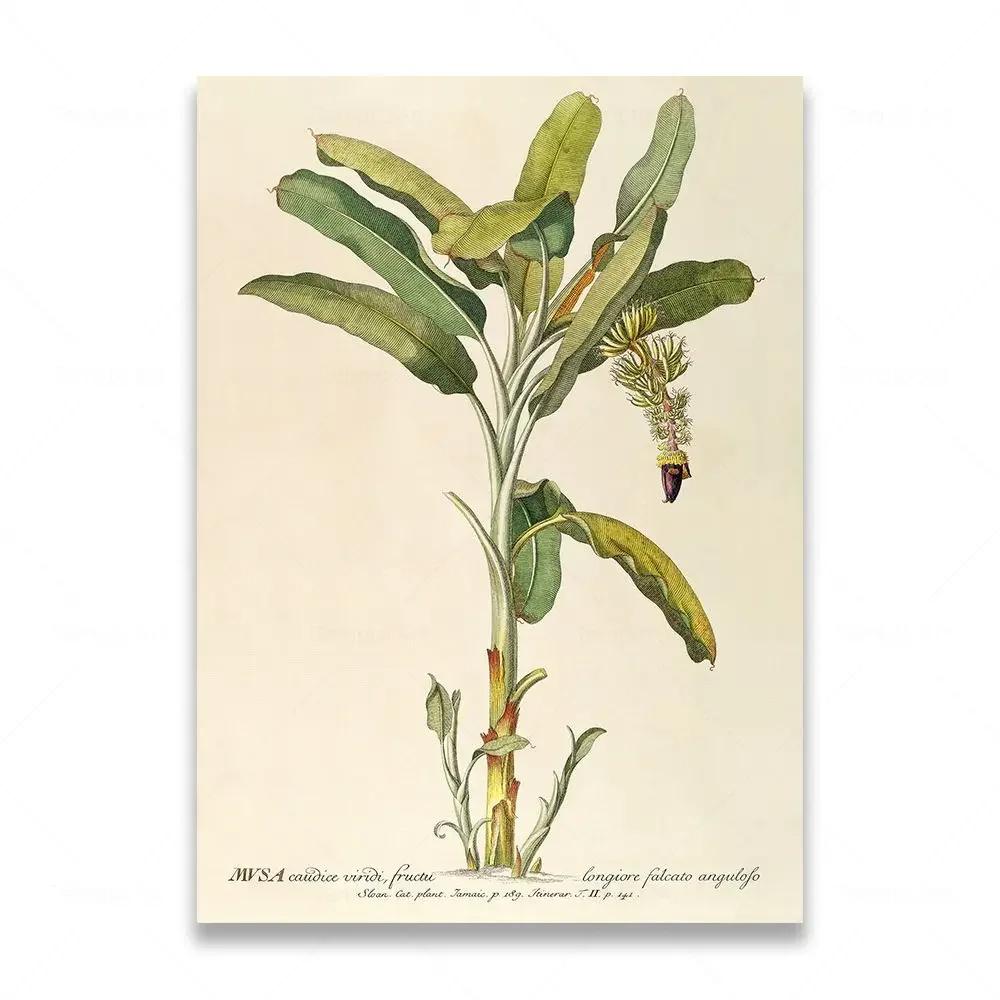 

Винтажный тропический ботанический принт, антикварные пальмы, ананас, постер, настенная живопись, холст, картина для гостиной, домашний декор 21x30cm No Framed